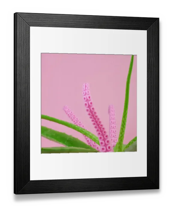 Framed Print : Aloe plant with pink octopus tentacles Framed Print : Aloe plant with pink octopus tentacles