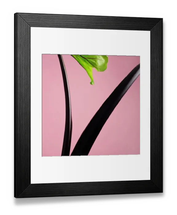 Framed Print : Black Elephant Ear Stem Framed Print : Black Elephant Ear Stem