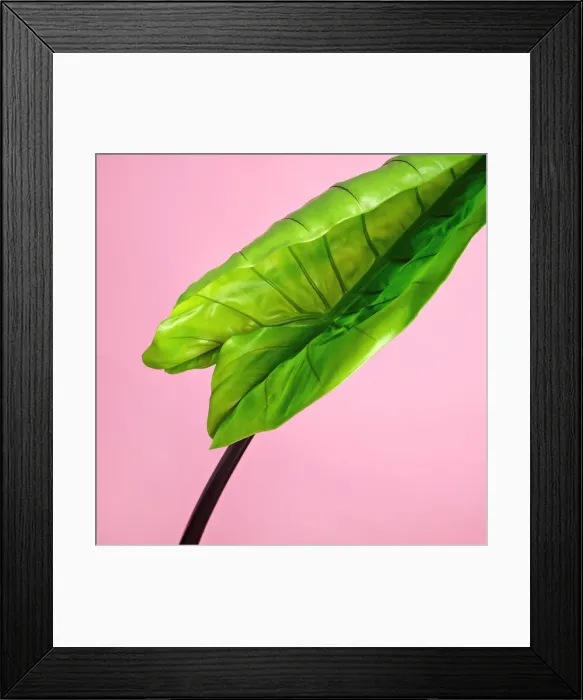 Framed Print : Elephant ear stem Framed Print : Elephant ear stem