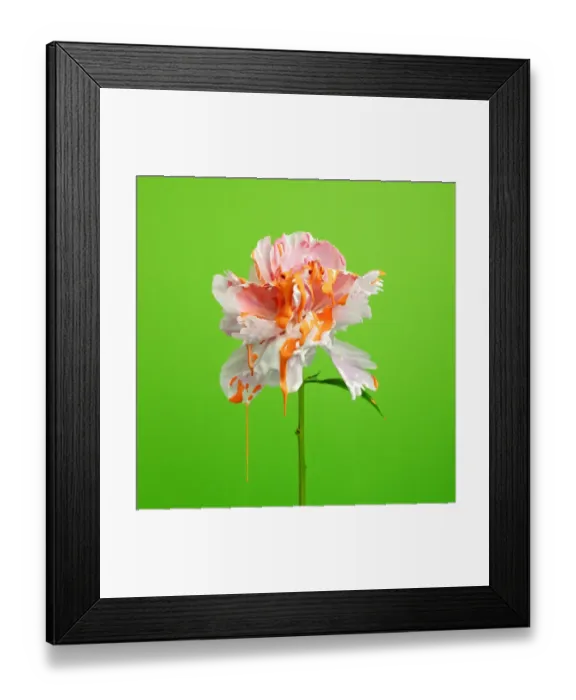 Framed Print : White flower with dripping paint Framed Print : White flower with dripping paint