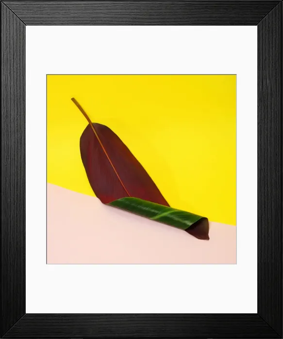 Framed Print : Curled banana leaf on color blocked background Framed Print : Curled banana leaf on color blocked background