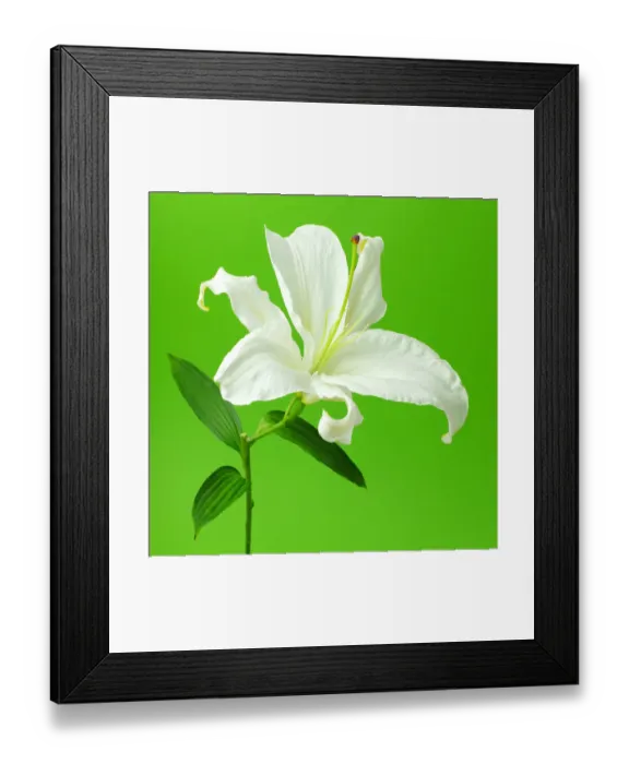 Framed Print : lily, stem, blossom, flower, floral, botanical, white, green, color of the year, no people Framed Print : lily, stem, blossom, flower, floral, botanical, white, green, color of the year, no people