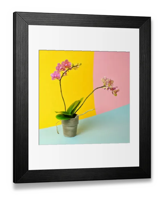 Framed Print : Pink orchid in pot Framed Print : Pink orchid in pot