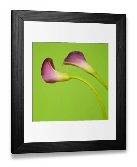 Framed Print : Two Pink Calla Lilies on Green Background Framed Print : Two Pink Calla Lilies on Green Background