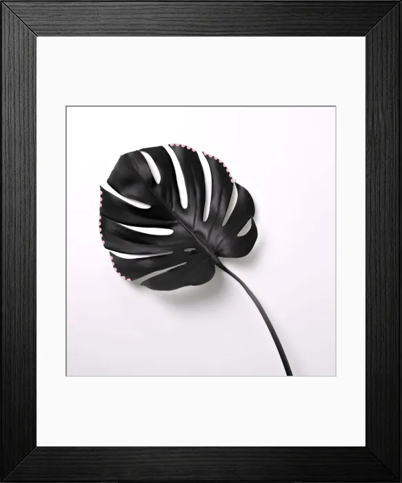 Framed Print : Black tropical leaf on white background Framed Print : Black tropical leaf on white background