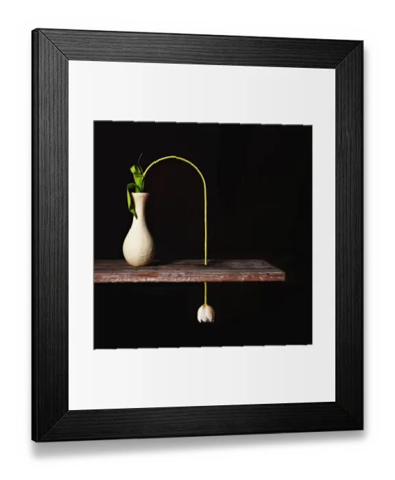 Framed Print : Surreal Tulip Still Life on Black Framed Print : Surreal Tulip Still Life on Black