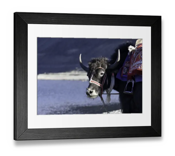 Framed Print : Yak at Pangong Lake in Ladakh, North India. beautiful mountain range near pangong lake and a clearly sky Framed Print : Yak at Pangong Lake in Ladakh, North India. beautiful mountain range near pangong lake and a clearly sky