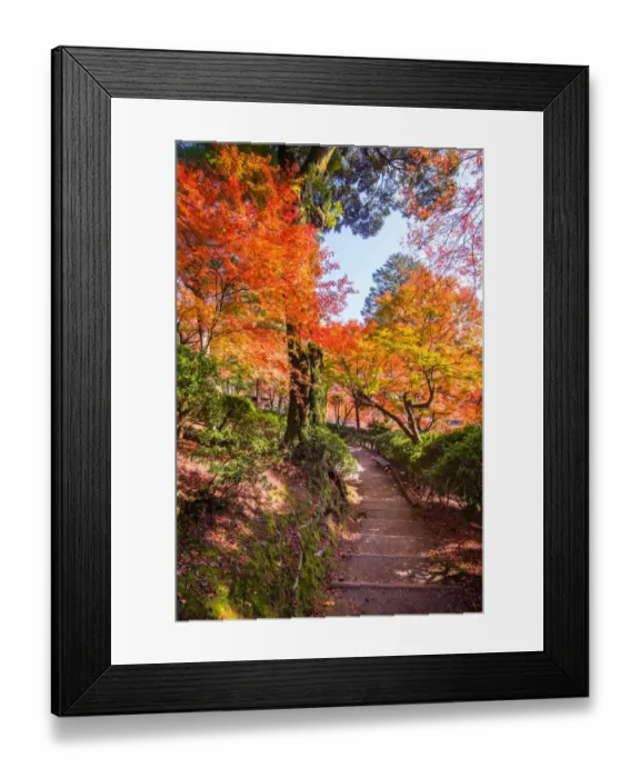 Framed Print : fukuoka Red maple tree in autumn before winter foiliage, japan Framed Print : fukuoka Red maple tree in autumn before winter foiliage, japan