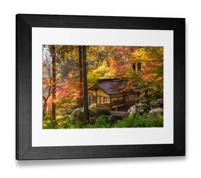 Framed Print : japanese pavilion in autumn with red maple tree in pine forest, japan