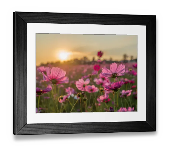 Framed Print : cosmos, pink, fields, wild, bright, garden, colorful, plant, spring, blooming, calm Framed Print : cosmos, pink, fields, wild, bright, garden, colorful, plant, spring, blooming, calm