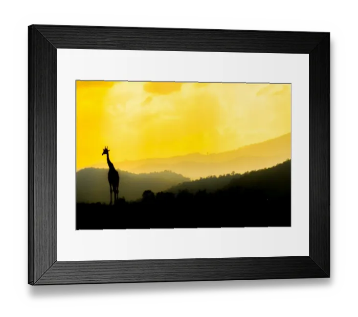 Framed Print : wild, wildlife, park, isolated, background, camelopardalis, one, savannah, silhuettes Framed Print : wild, wildlife, park, isolated, background, camelopardalis, one, savannah, silhuettes