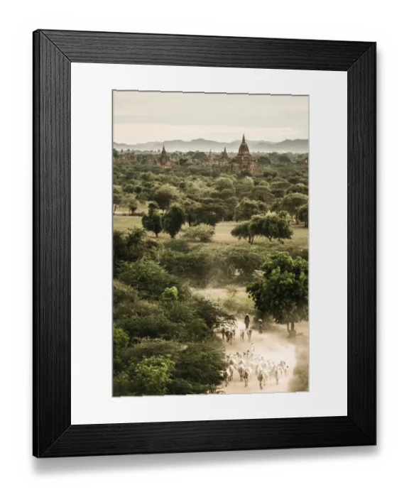 Framed Print : The herd of cows walk through the field Framed Print : The herd of cows walk through the field