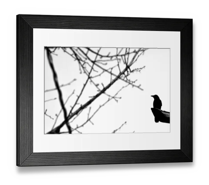 Framed Print : Spooky, Silhouette, Consumerproduct, Photography, Mid-Air Framed Print : Spooky, Silhouette, Consumerproduct, Photography, Mid-Air