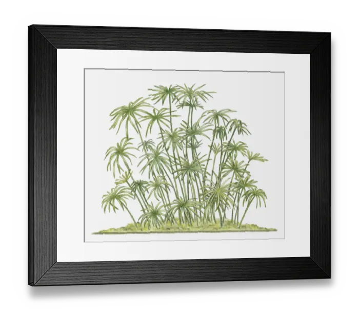 Framed Print : botany, cluster, cut out, cyperus papyrus, day, flora, green, herb, leaf, long, no people Framed Print : botany, cluster, cut out, cyperus papyrus, day, flora, green, herb, leaf, long, no people