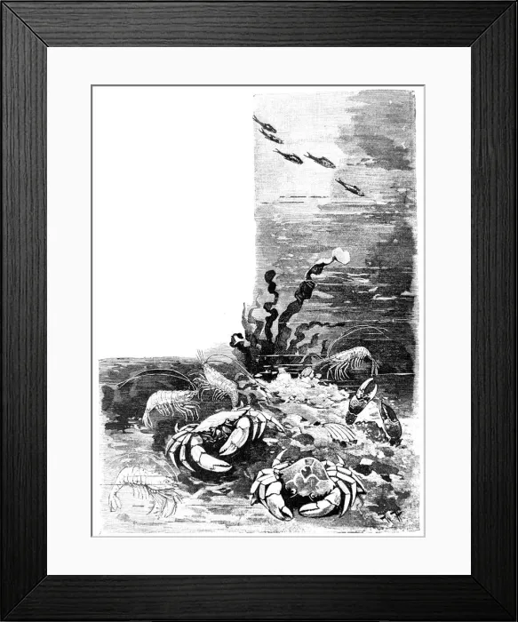 Framed Print : View under water with crab, crabs, crayfish, shrimps and prawns - 1896 Framed Print : View under water with crab, crabs, crayfish, shrimps and prawns - 1896