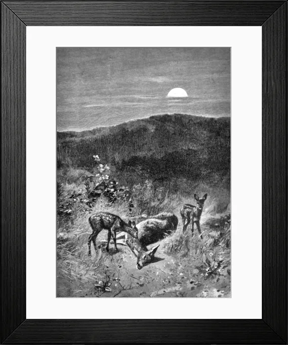Framed Print : Scene in nature with deer - 1896
