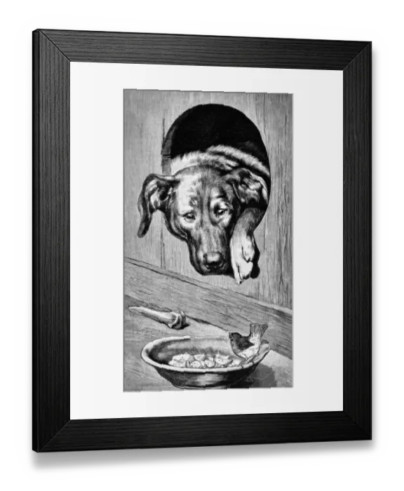 Framed Print : Dog in the kennel looks at the sparrow that sits on the bowl with food - 1896 Framed Print : Dog in the kennel looks at the sparrow that sits on the bowl with food - 1896