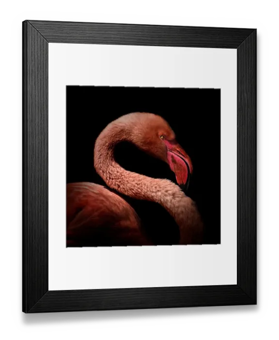 Framed Print : Flamingo portrait Framed Print : Flamingo portrait