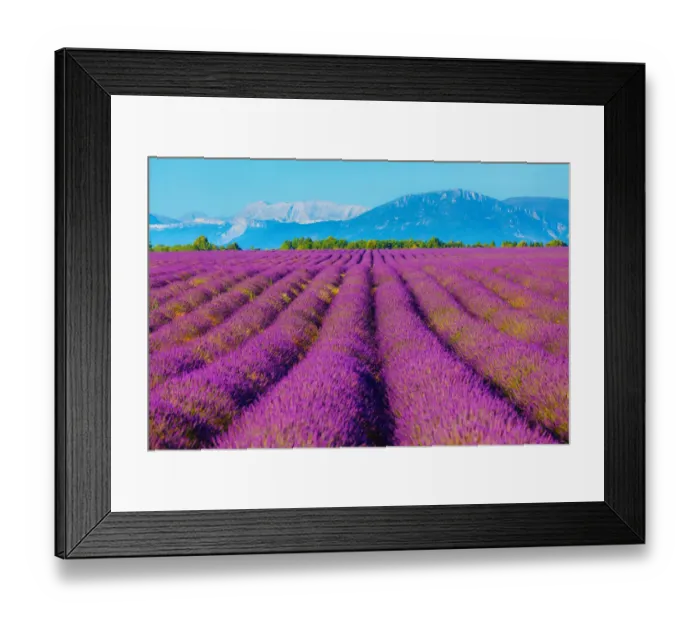 Framed Print : Wondeful lavender fields