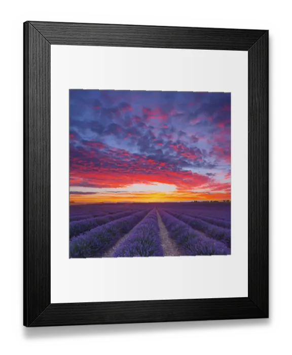 Framed Print : Wondeful lavender fields
