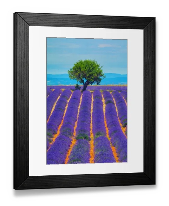 Framed Print : Lavender field in Provence Framed Print : Lavender field in Provence