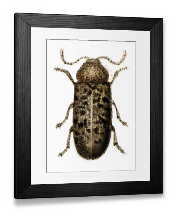 Framed Print : Beetle, Anobium Tessellatum Framed Print : Beetle, Anobium Tessellatum