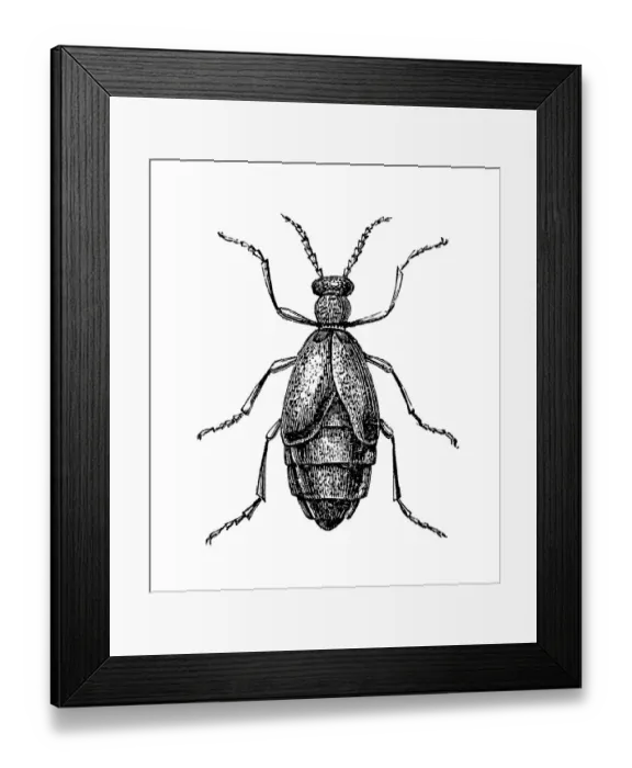 Framed Print : Meloe proscarabaeus is a European oil beetle