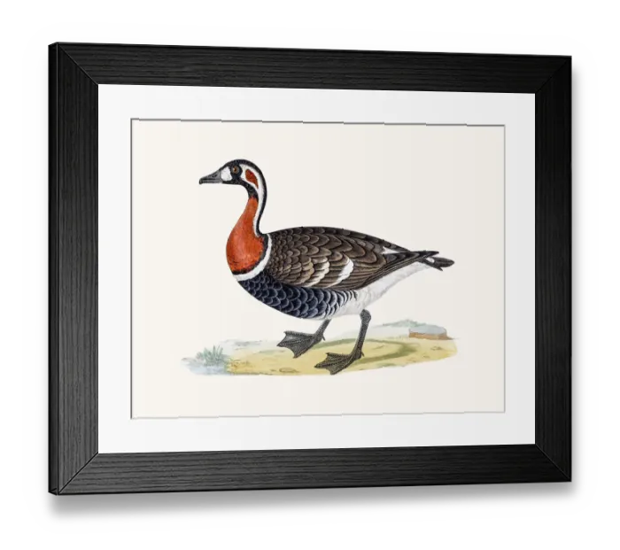 Framed Print : Red-breasted goose Framed Print : Red-breasted goose