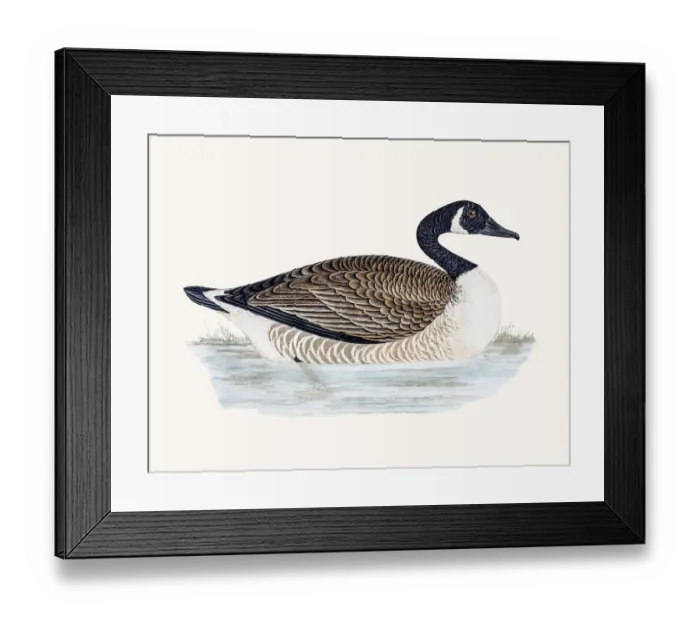 Framed Print : Canada Goose Framed Print : Canada Goose