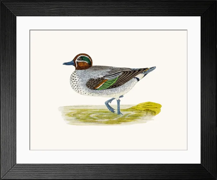 Framed Print : Teal Duck Waterfowl bird Framed Print : Teal Duck Waterfowl bird