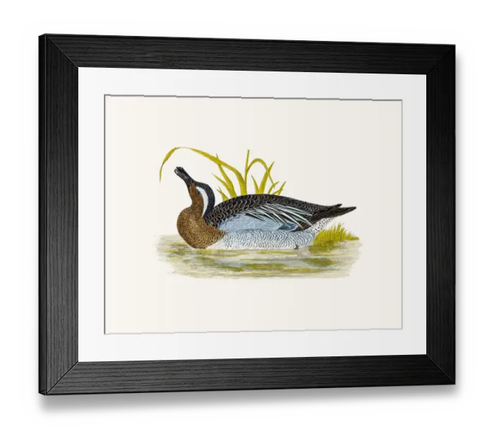 Framed Print : Garganey Duck Waterfowl bird Framed Print : Garganey Duck Waterfowl bird