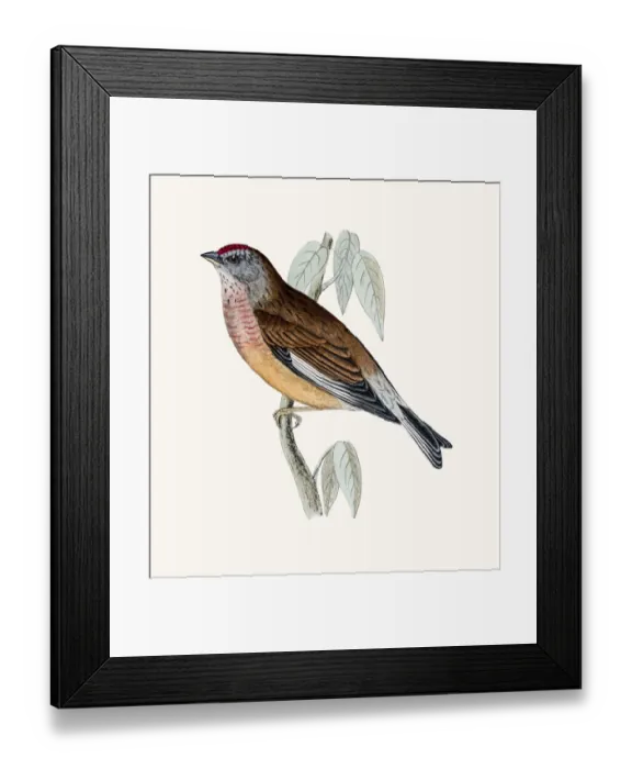 Framed Print : Linnet bird Framed Print : Linnet bird