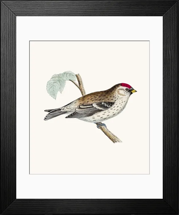 Framed Print : Mealy Redpoll bird