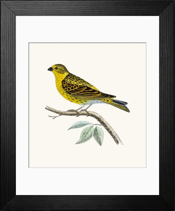Framed Print : Serin Finch bird Framed Print : Serin Finch bird