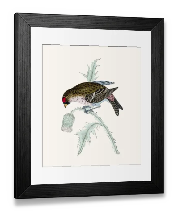 Framed Print : Redpoll bird Framed Print : Redpoll bird