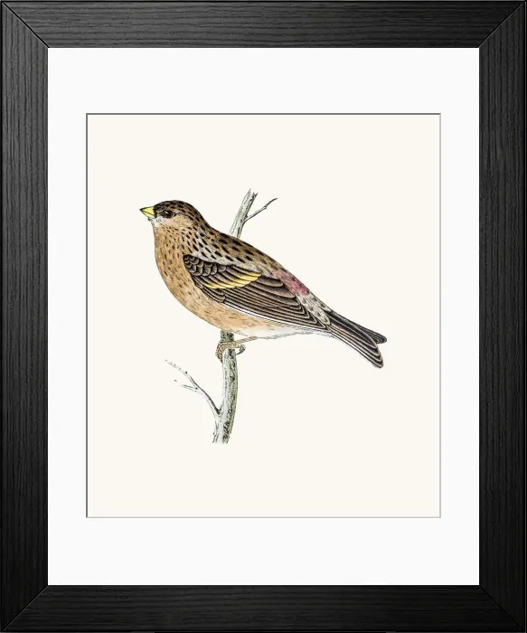 Framed Print : Twite bird Framed Print : Twite bird