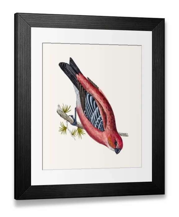 Framed Print : Pine Crossbeak bird Framed Print : Pine Crossbeak bird