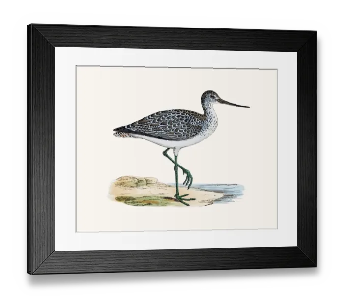 Framed Print : Greenshank Framed Print : Greenshank