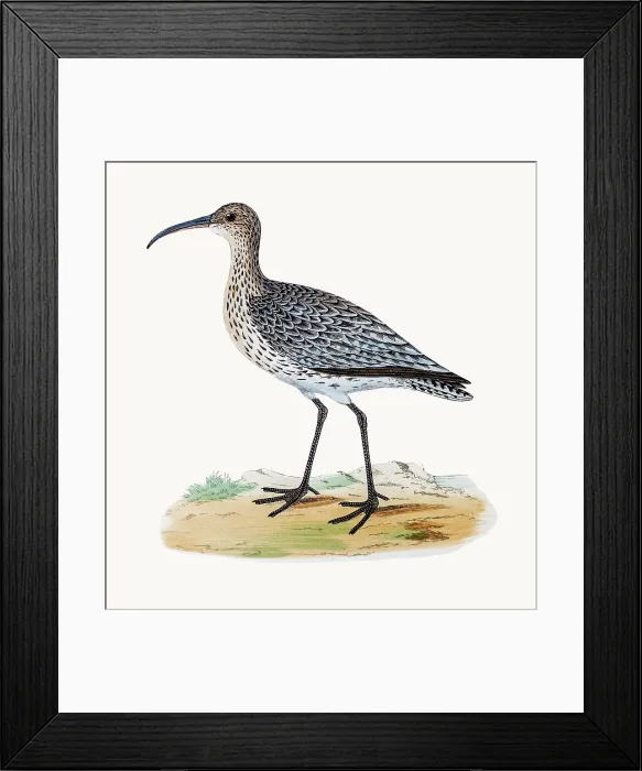 Framed Print : Whimbrel shorebird Framed Print : Whimbrel shorebird