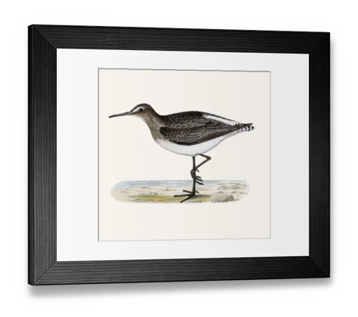 Framed Print : Green Sandpiper shorebird Framed Print : Green Sandpiper shorebird