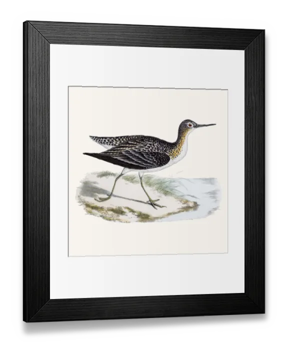 Framed Print : Solitary sandpiper shorebird
