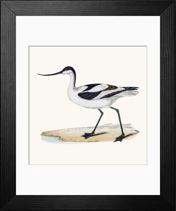Framed Print : Avocet bird Framed Print : Avocet bird
