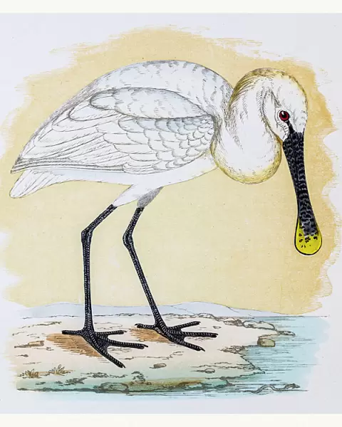 Spoonbill shorebird