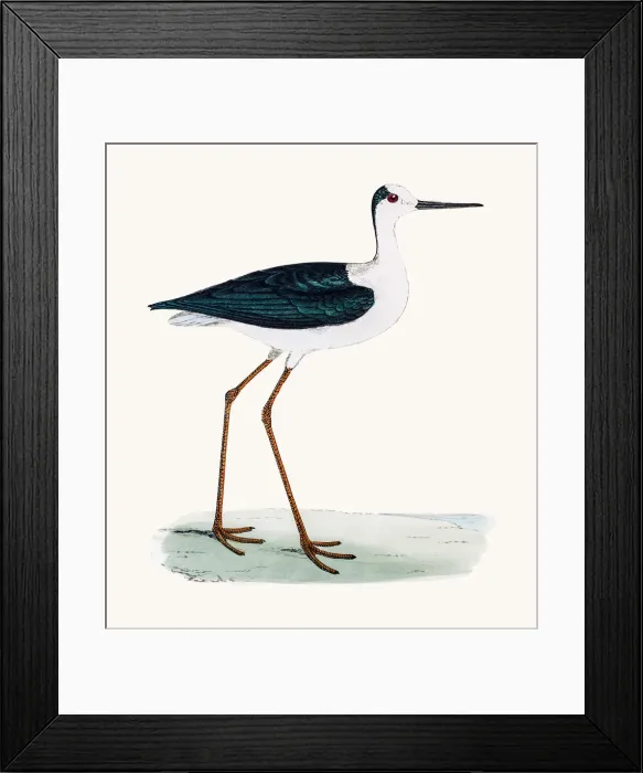 Framed Print : Stilt bird Framed Print : Stilt bird