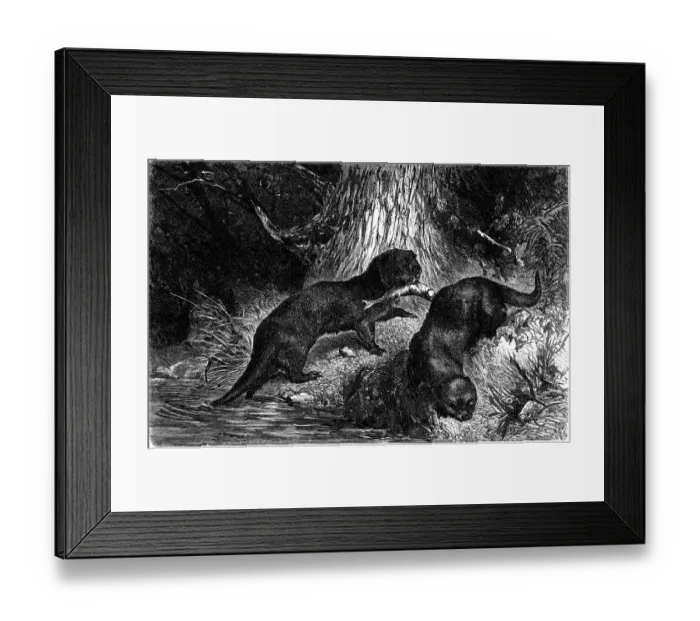 Framed Print : Sea otter (Lutra lutra) Framed Print : Sea otter (Lutra lutra)