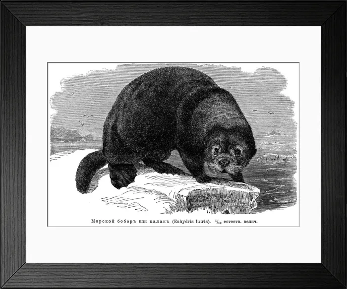 Framed Print : Sea otter (Enhydra lutris) Framed Print : Sea otter (Enhydra lutris)