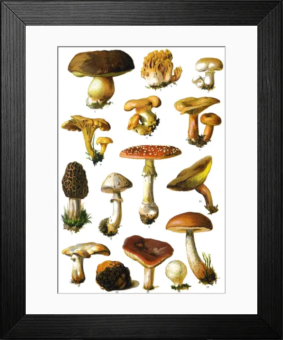 Framed Print : mushroom. Antique illustration of a Medicinal and Herbal Plants Framed Print : mushroom. Antique illustration of a Medicinal and Herbal Plants