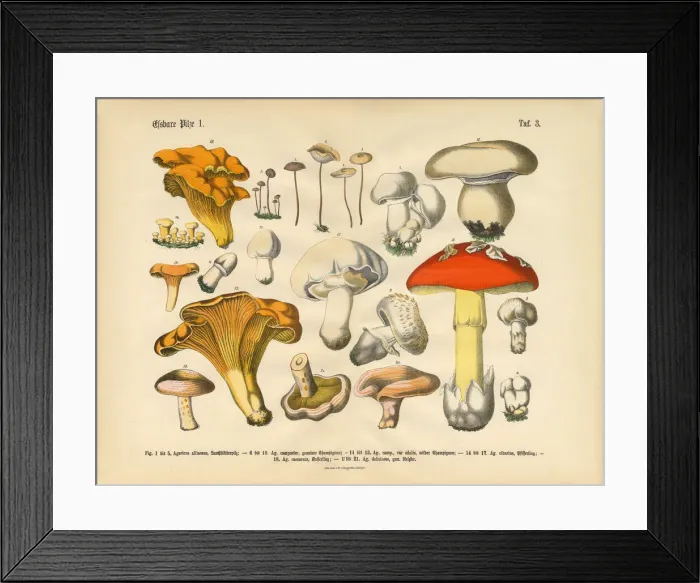 Framed Print : Edible Mushrooms, Victorian Botanical Illustration Framed Print : Edible Mushrooms, Victorian Botanical Illustration