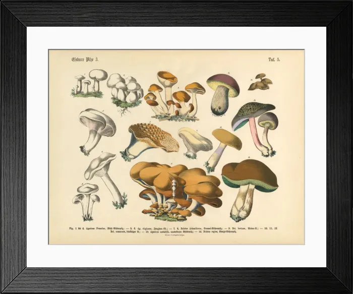 Framed Print : Edible Mushrooms, Victorian Botanical Illustration Framed Print : Edible Mushrooms, Victorian Botanical Illustration