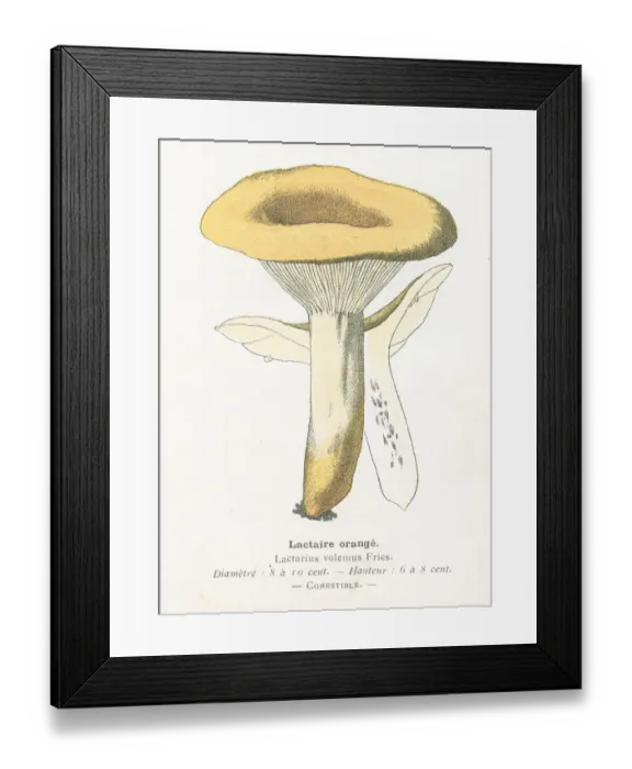 Framed Print : Saffron mushroom engraving 1895 Framed Print : Saffron mushroom engraving 1895